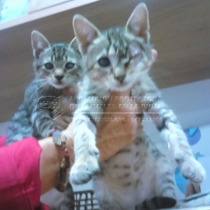 IMG-20141029-WA0030 copia