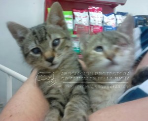 IMG-20141029-WA0033 copia