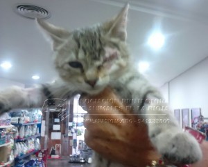 IMG-20141029-WA0034 copia