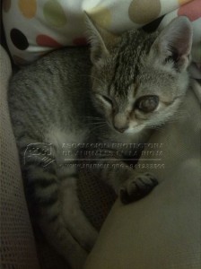 IMG-20141029-WA0037 copia