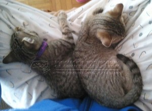 IMG-20141111-WA0007 copia