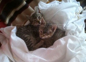 IMG-20141111-WA0008 copia