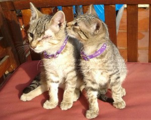 IMG-20141111-WA0010 copia