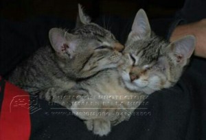 IMG-20141111-WA0011 copia