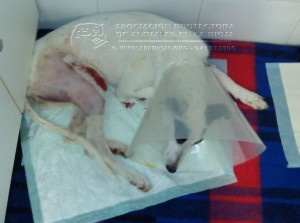 604404180_109475 copia