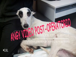 ANGY VIDEO POST-OPERATORIO