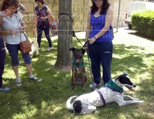 11391337_1019520928088792_7299600465365602339_n