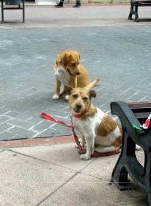 11146581_952351721452165_3529306485231642637_o