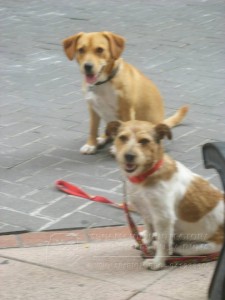 11694844_952351544785516_6607509968273081698_n