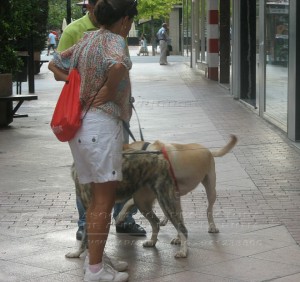 11745490_952351534785517_2684460888031756431_n