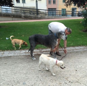 11751731_952355121451825_769945479530867286_n