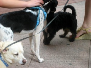 11753646_952351464785524_6696146387764547353_n