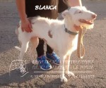 BLANCA